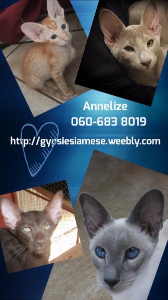 Gypsy Siamese Cattery 