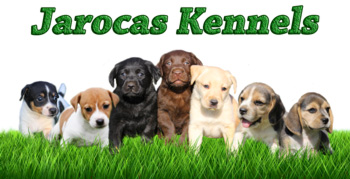 Registered breeder of Labrador and Beagle puppies in Pretoria Jarocas Kennels