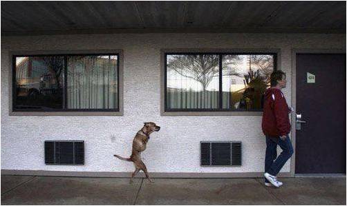 faith the positive dog faith the positive dog
