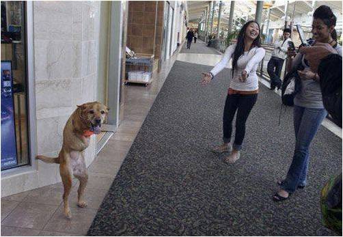 how is this the positive dog how is this the positive dog