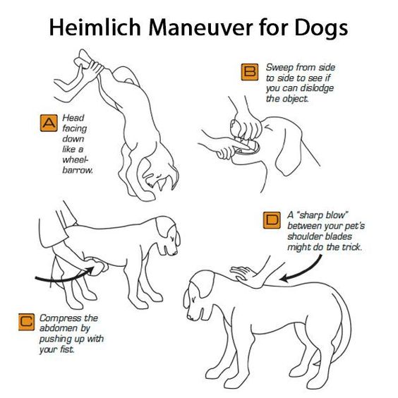 Choking and the Heimlich Maneuver
