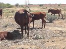 Bonsmara_Heifer_calves6_list.jpg