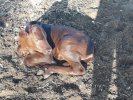 Bonsmara_Heifer_calves2_list.jpg