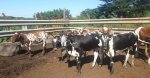 Nguni_Calves_real_list.jpg