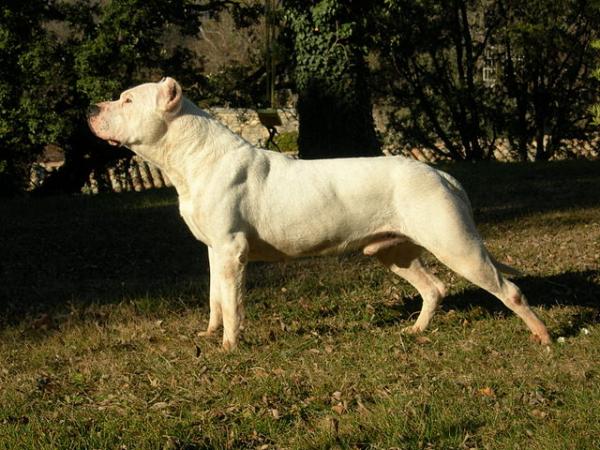 dogo argentino for sale gumtree
