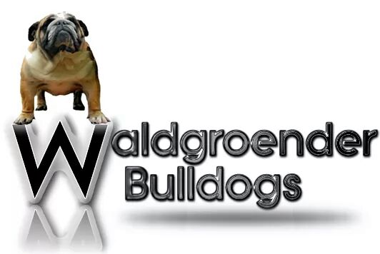 Waldgroender Bulldog Breeders