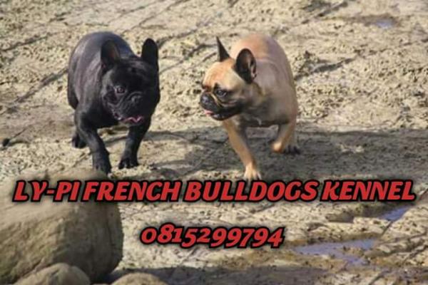 Ly-Pi French Bulldogs Kennel