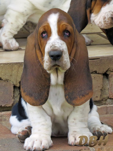 DESTINY BASSET HOUNDS & GBGV