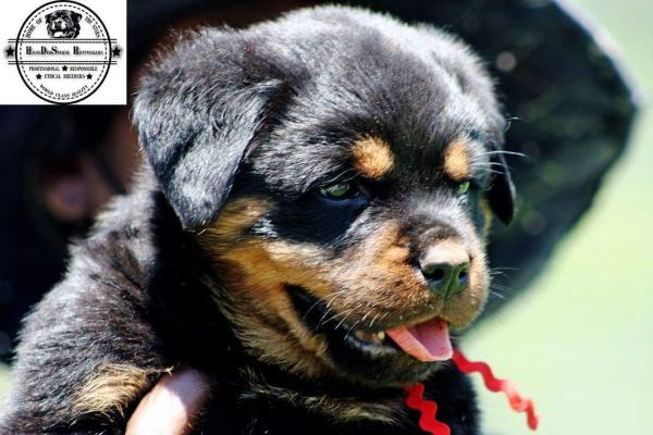 Search Petssa Search Petssa