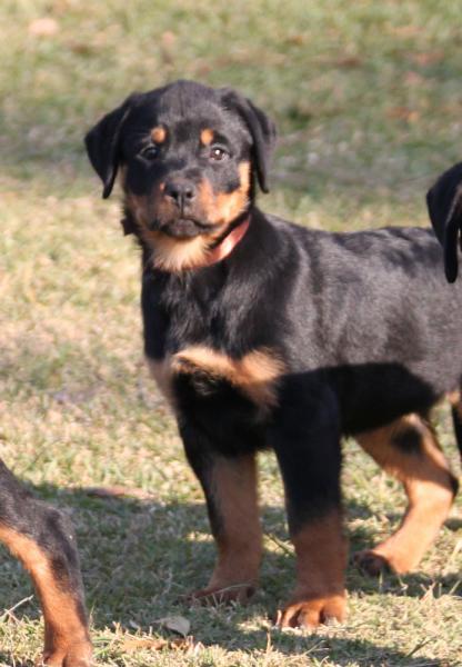 Search Petssa Search Petssa