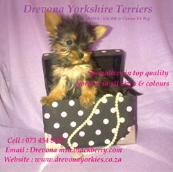 Drevona Yorkshire Terrier Breeders